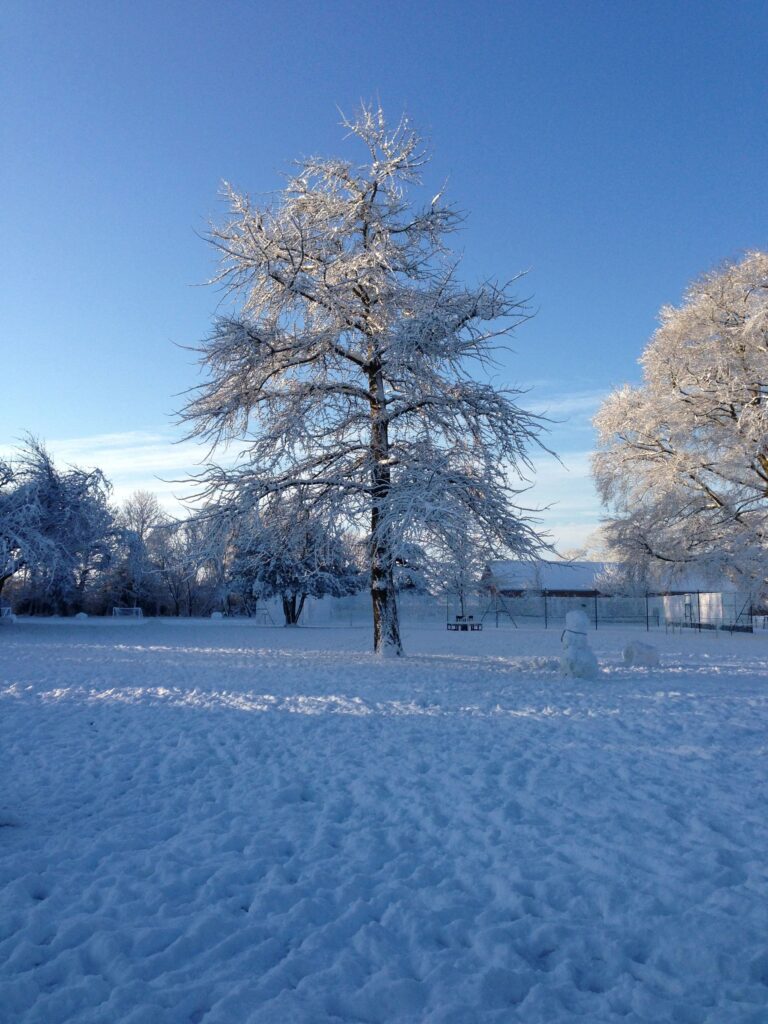 A frost-covered tree on the snowy school lawn