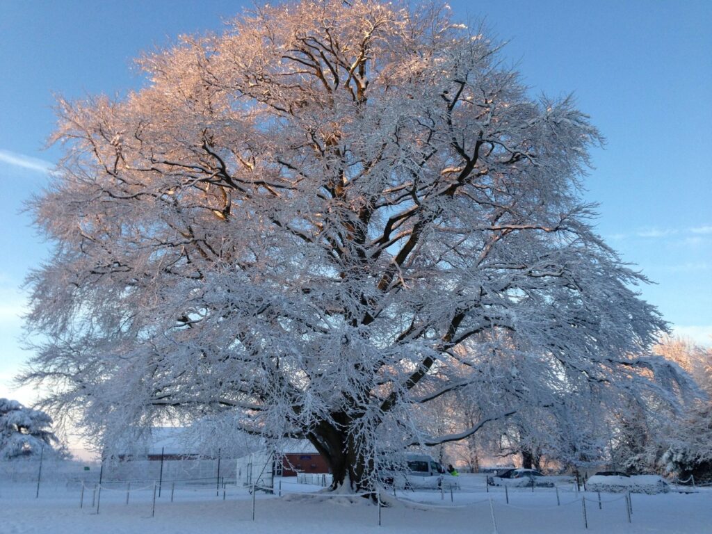 A large tree covered in snow against a blue sky